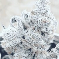 (Bild für) Jelly Breath S1