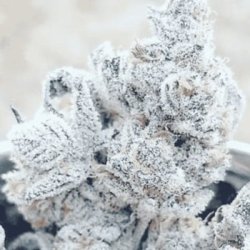 Ein allgemeines Bild