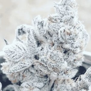 (Bild für) Jelly Breath S1