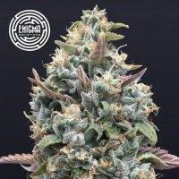 (Bild für) Jelly Mints