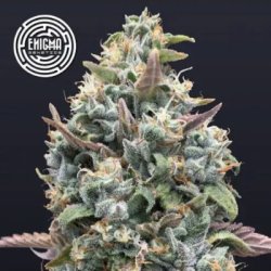 Ein allgemeines Bild