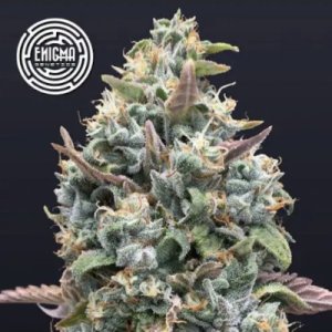 (Bild für) Jelly Mints