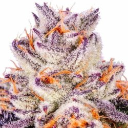 Ein allgemeines Bild