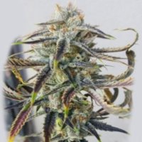 (imagen para) Jenny Kush