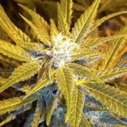 Ein allgemeines Bild