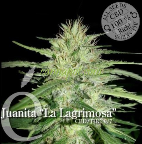 Juanita La Lagrimosa CBD female - zum Schließen ins Bild klicken