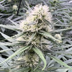 Ein allgemeines Bild