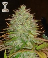 (image pour) Kaia Kush