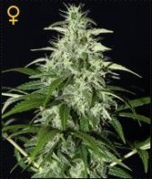 Kalashnikova Auto female