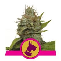 Kali Dog feminized