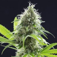 Kama Kush CBD female