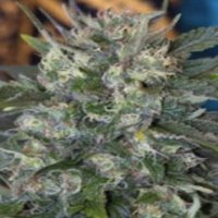 (Bild für) Kamamist