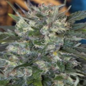 (Bild für) Kamamist