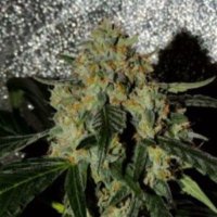 (image for) Karma OG Jack female