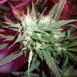 Ein allgemeines Bild