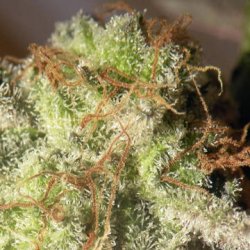 Ein allgemeines Bild