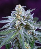 (image pour) Killer Grape