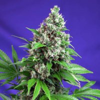 Killer Kush F1 Fast Version fem