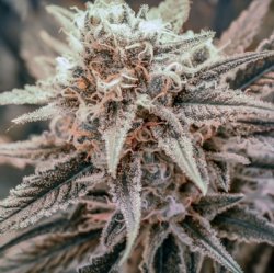 Ein allgemeines Bild