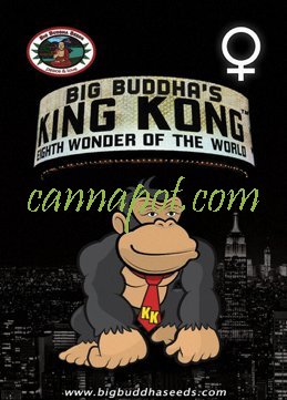 King Kong fem - zum Schließen ins Bild klicken