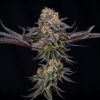 (imagen para) King of Kings by Julian Marley