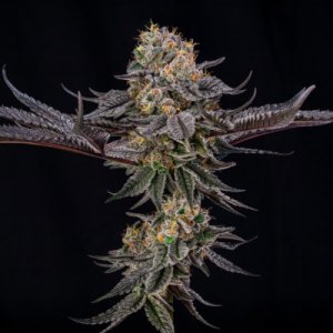 (Bild für) King of Kings by Julian Marley