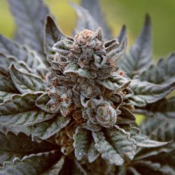 Ein allgemeines Bild