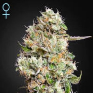 (Bild für) Kings Kush CBD Auto female