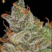 (image pour) Kings Kush female