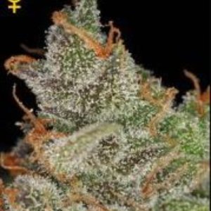 (Bild für) Kings Kush female