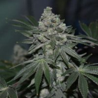 (Bild für) Klementine regular