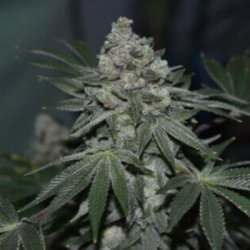 Ein allgemeines Bild