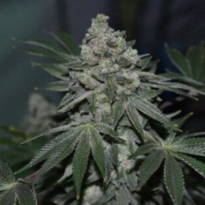 (Bild für) Klementine regular