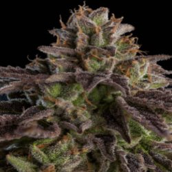 Ein allgemeines Bild