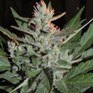 (imagen para) K.O. Crop Auto fem