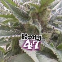 Kong 47 female