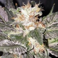 (image for) Kosher Creamz