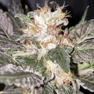 (Bild für) Kosher Creamz