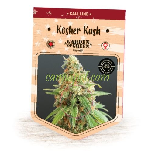 Kosher Kush fem - zum Schließen ins Bild klicken