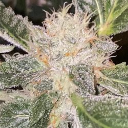 Ein allgemeines Bild