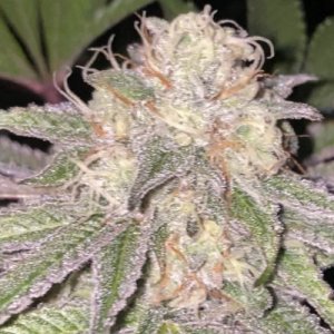 (Bild für) Kosher Soda