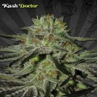 (image for) Kush Doctor Auto female