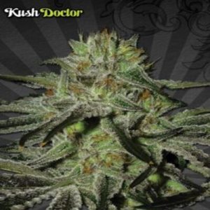(image pour) Kush Doctor Auto female