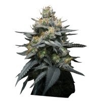 Kush Mint Auto