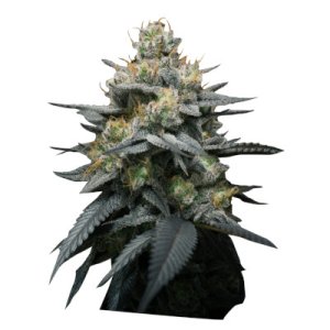 Kush Mint Auto
