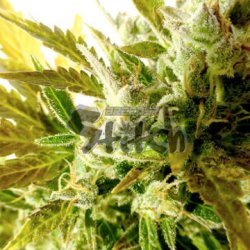 Ein allgemeines Bild