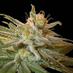 Ein allgemeines Bild