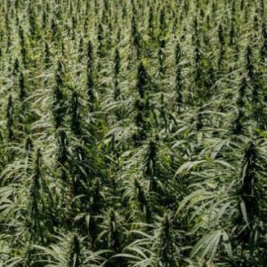 (Bild für) La Bella CBD