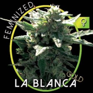 (image pour) La Blanca Gold fem
