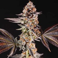 La Bomba (Compound Genetics) fem